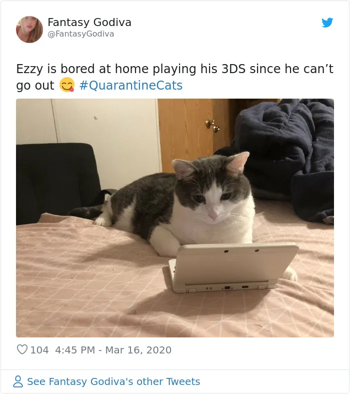 La gente comparte fotos de sus gatos en cuarentena y aquí están 22 de las mejores