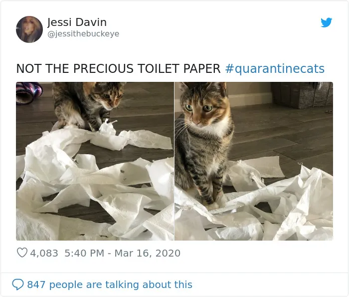 People Are Sharing Photos Of Their Cats In Quarantine And Here Are 32 Of The Best Ones