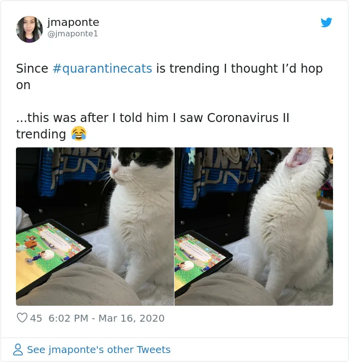 People Are Sharing Photos Of Their Cats In Quarantine And Here Are 32 Of The Best Ones