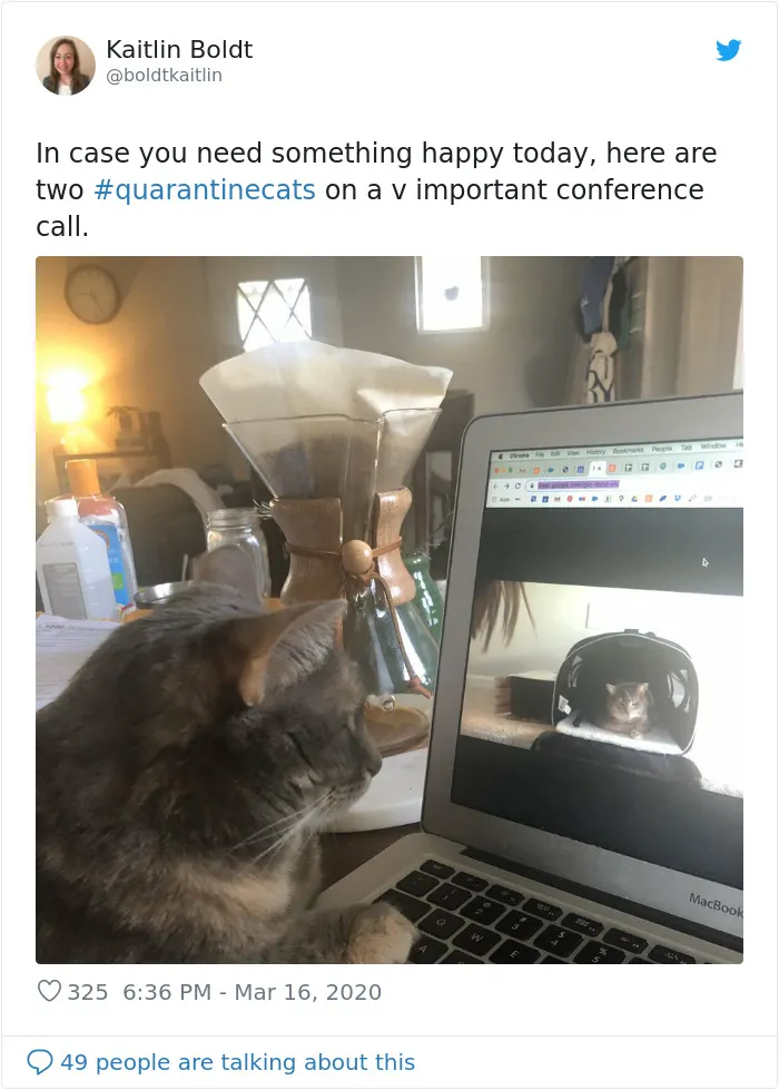 People Are Sharing Photos Of Their Cats In Quarantine And Here Are 32 Of The Best Ones