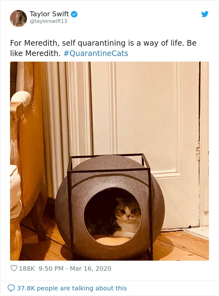 People Are Sharing Photos Of Their Cats In Quarantine And Here Are 32 Of The Best Ones