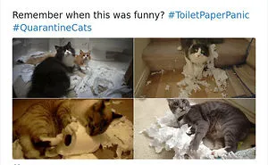 People Are Sharing Photos Of Their Cats In Quarantine And Here Are 32 Of The Best Ones