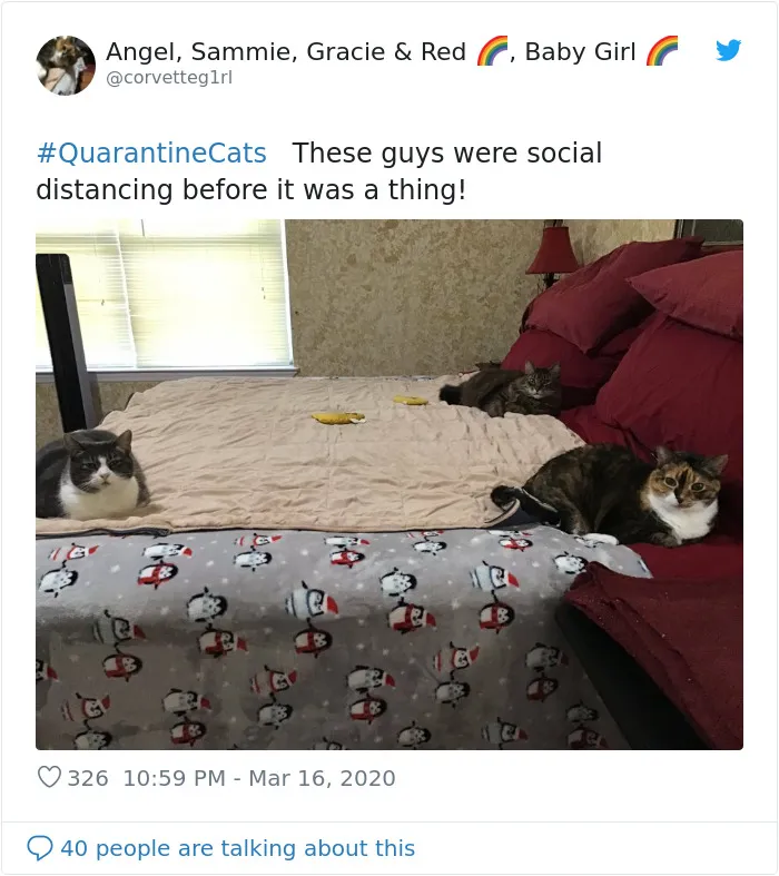 People Are Sharing Photos Of Their Cats In Quarantine And Here Are 32 Of The Best Ones