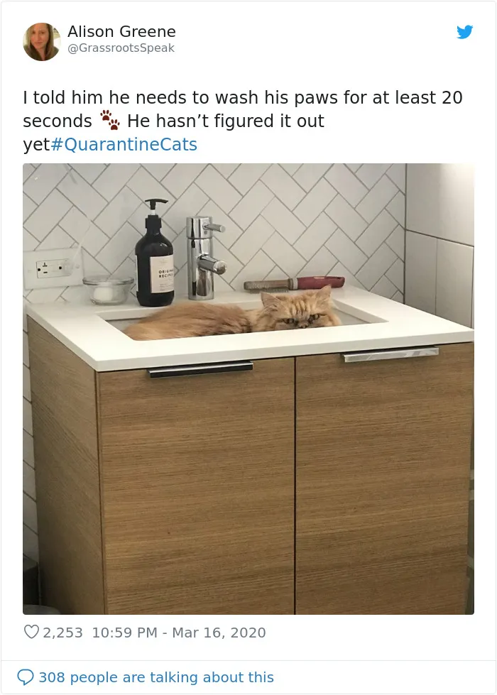 People Are Sharing Photos Of Their Cats In Quarantine And Here Are 32 Of The Best Ones