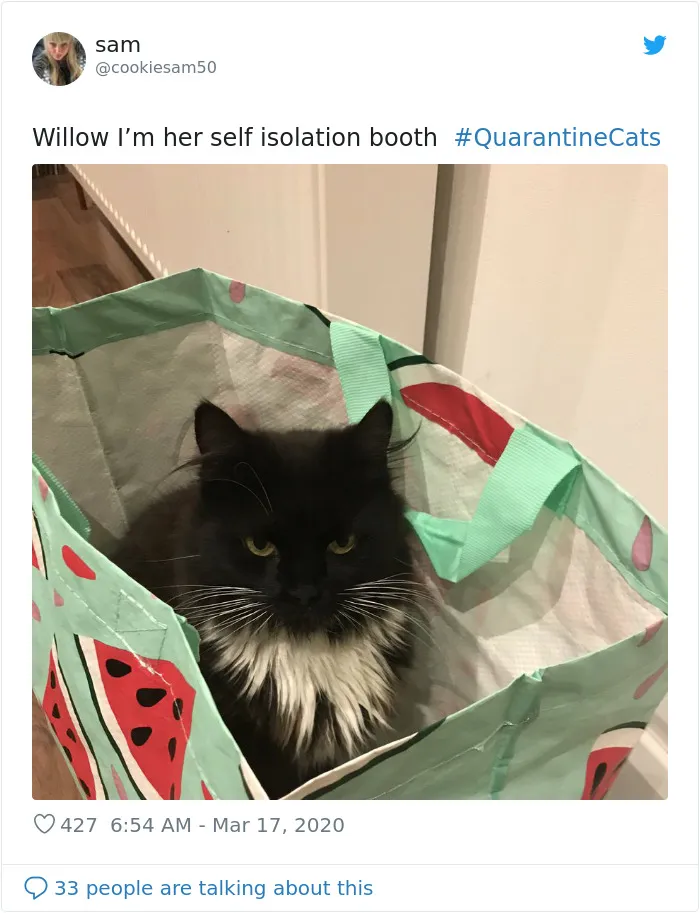 People Are Sharing Photos Of Their Cats In Quarantine And Here Are 32 Of The Best Ones