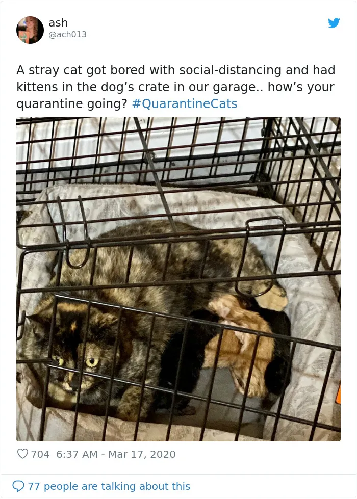 People Are Sharing Photos Of Their Cats In Quarantine And Here Are 32 Of The Best Ones