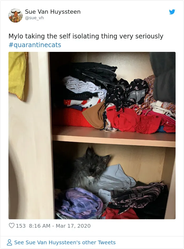 People Are Sharing Photos Of Their Cats In Quarantine And Here Are 32 Of The Best Ones