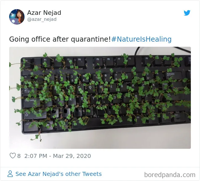 30 Funny Posts Of "Wildlife Returning' To Nature As Humans Are Forced To Quarantine