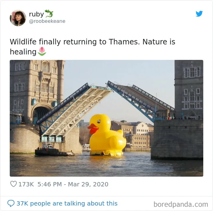 30 Funny Posts Of "Wildlife Returning' To Nature As Humans Are Forced To Quarantine