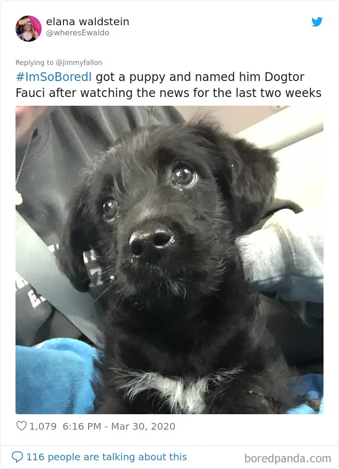 Jimmy Fallon Asked What People Are Doing While Bored In Quarantine And Here Are 30 Of The Funniest Answers