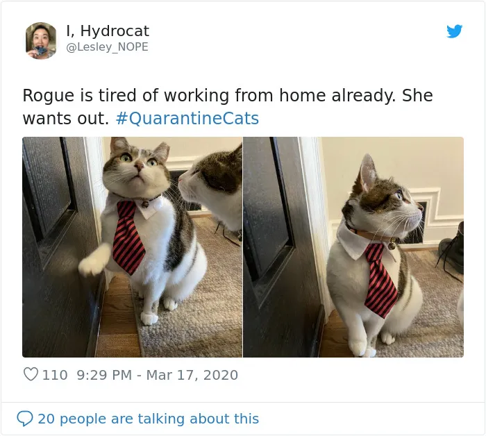 La gente comparte fotos de sus gatos en cuarentena y aquí están 22 de las mejores