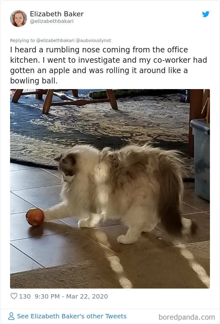 30 Funny "Co-Worker" Updates From People Working From Home
