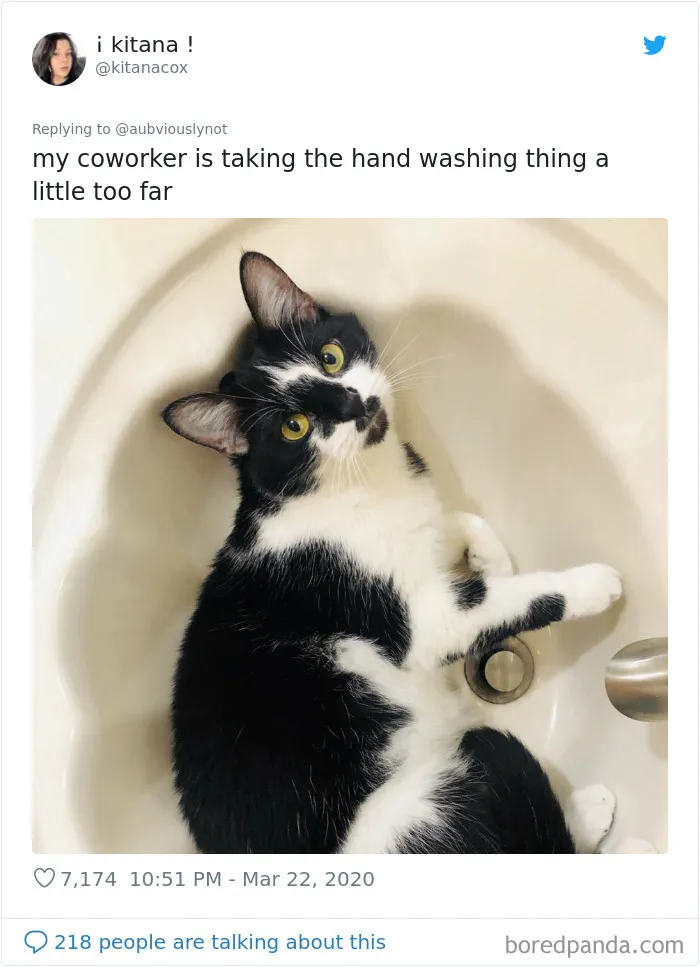 30 Funny "Co-Worker" Updates From People Working From Home