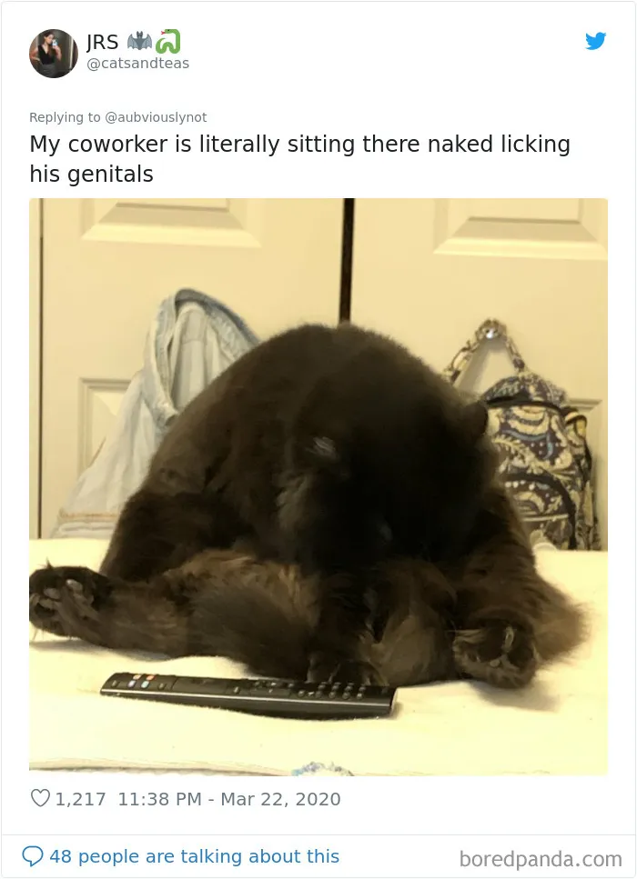 30 Funny "Co-Worker" Updates From People Working From Home