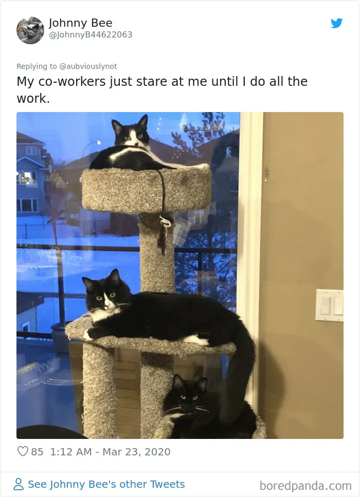 30 Funny "Co-Worker" Updates From People Working From Home