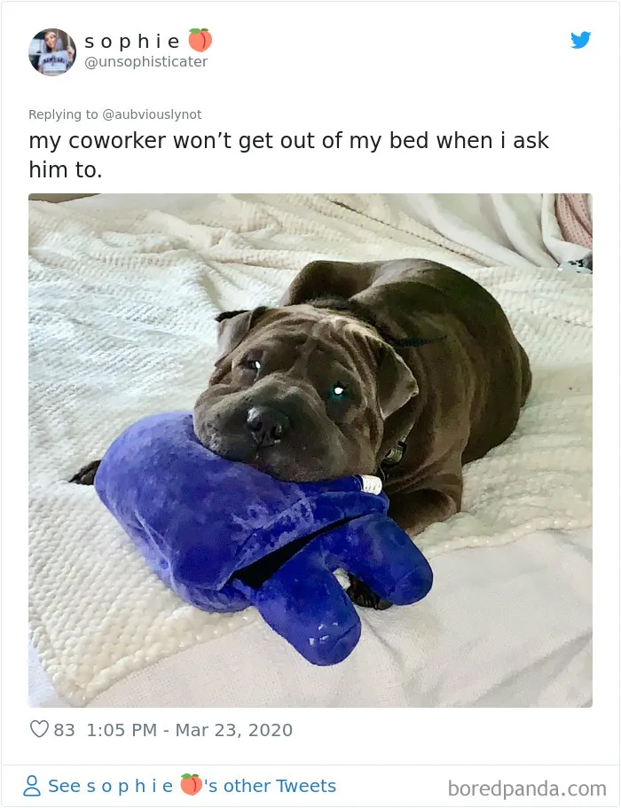 30 Funny "Co-Worker" Updates From People Working From Home