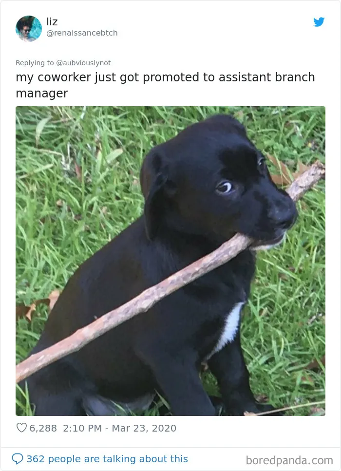 30 Funny "Co-Worker" Updates From People Working From Home