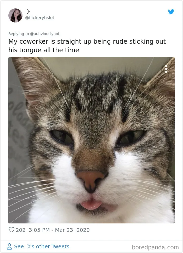 30 Funny "Co-Worker" Updates From People Working From Home