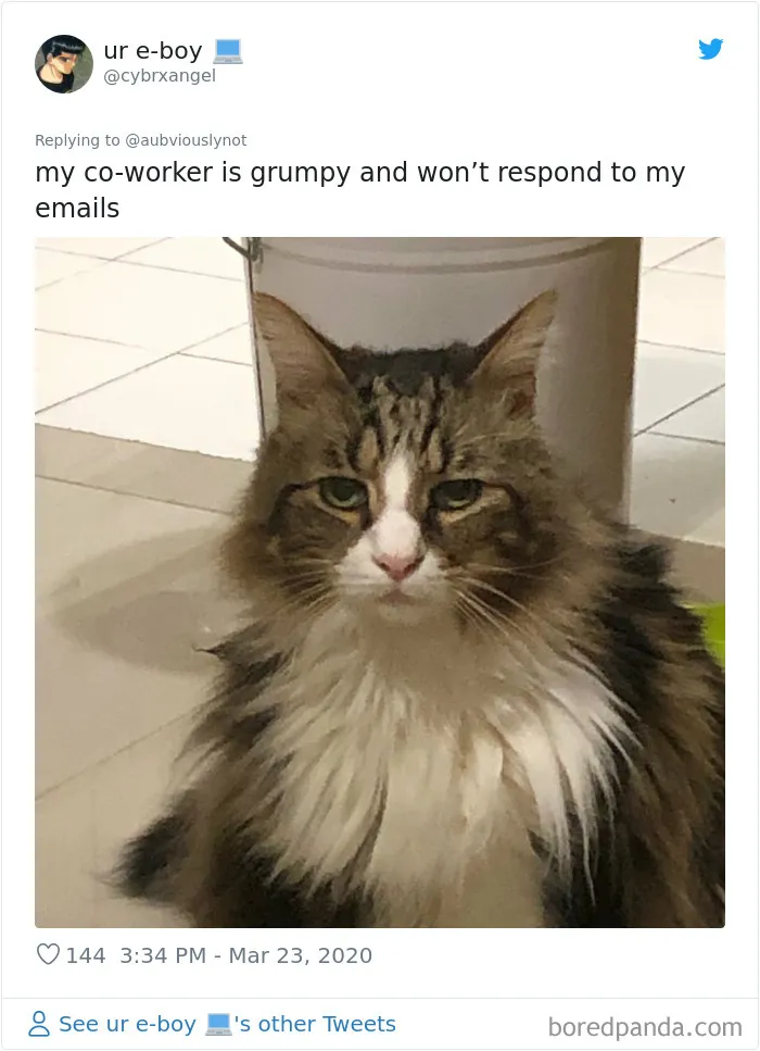30 Funny "Co-Worker" Updates From People Working From Home