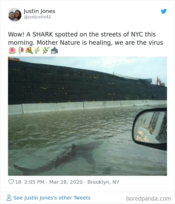 30 Funny Posts Of "Wildlife Returning' To Nature As Humans Are Forced To Quarantine