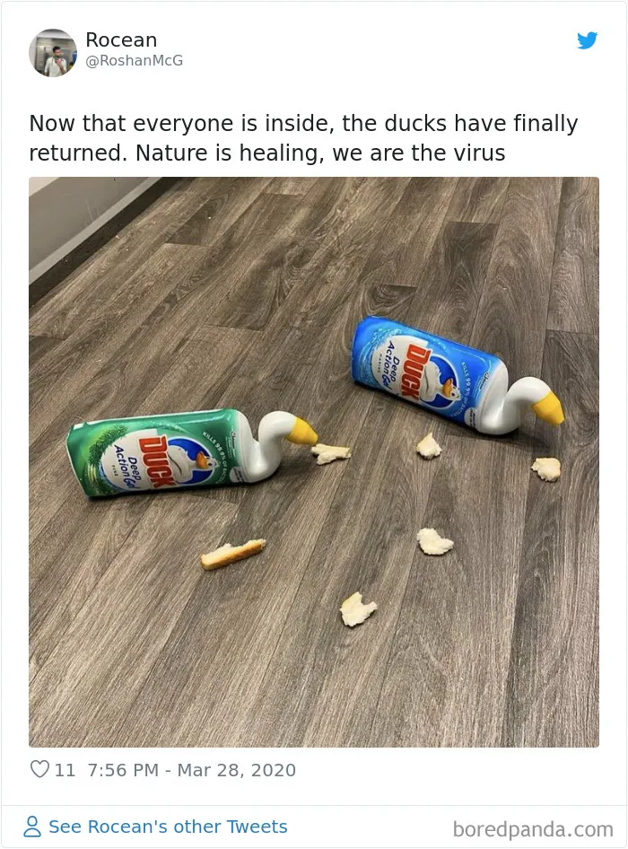 30 Funny Posts Of "Wildlife Returning' To Nature As Humans Are Forced To Quarantine