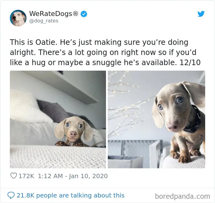 30 Times People Asked To Rate Their Dogs And Got Hilariously Wholesome Results
