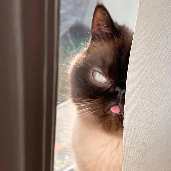 Este es Ikiru, el gato con la lengua fuera que ha conquistado internet (30 fotos)