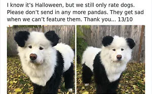 30 Times People Asked To Rate Their Dogs And Got Hilariously Wholesome Results