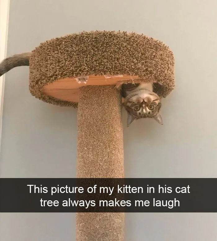 35 Hilarious Cat Snapchats That Will Put A Smile On Your Face (New Pics)