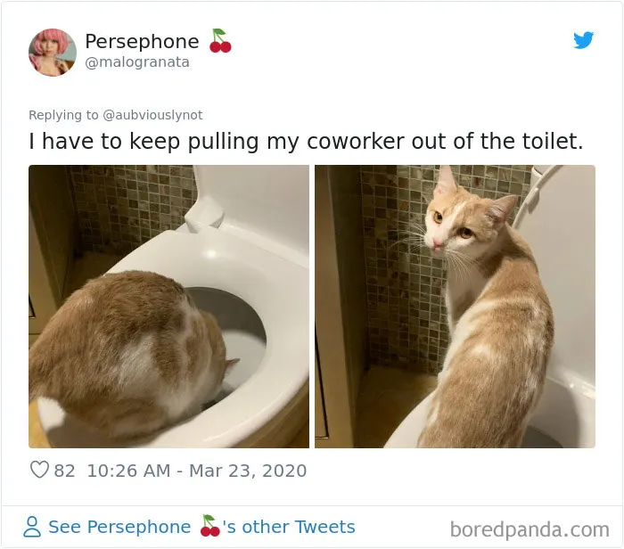 30 Funny "Co-Worker" Updates From People Working From Home