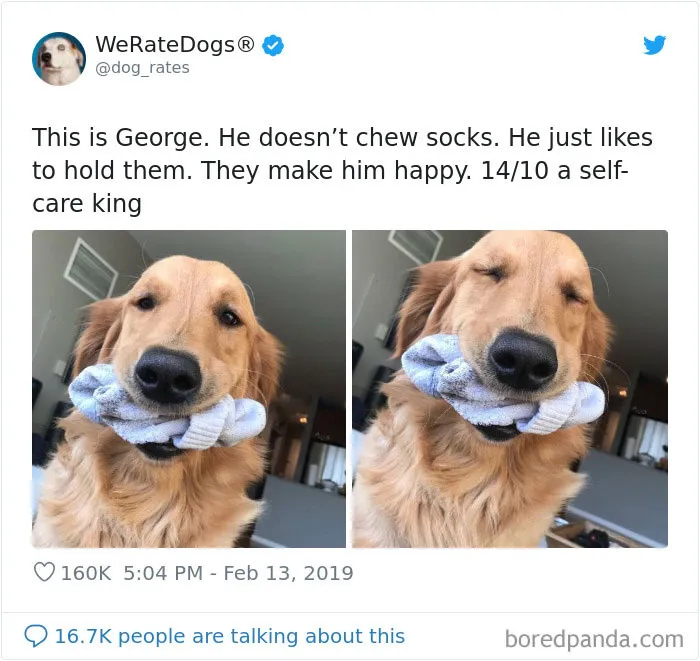 30 Times People Asked To Rate Their Dogs And Got Hilariously Wholesome Results
