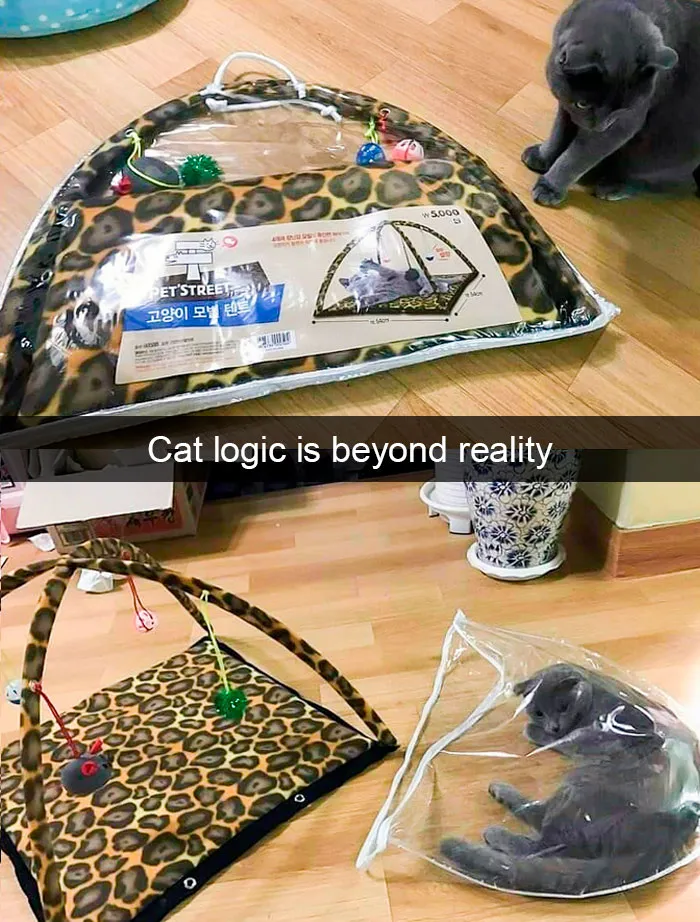 35 Hilarious Cat Snapchats That Will Put A Smile On Your Face (New Pics)