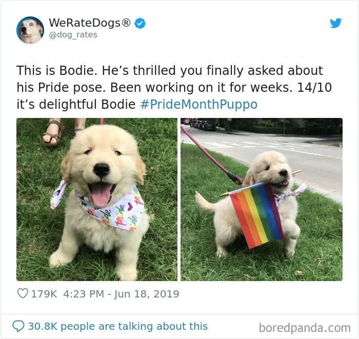 30 Times People Asked To Rate Their Dogs And Got Hilariously Wholesome Results