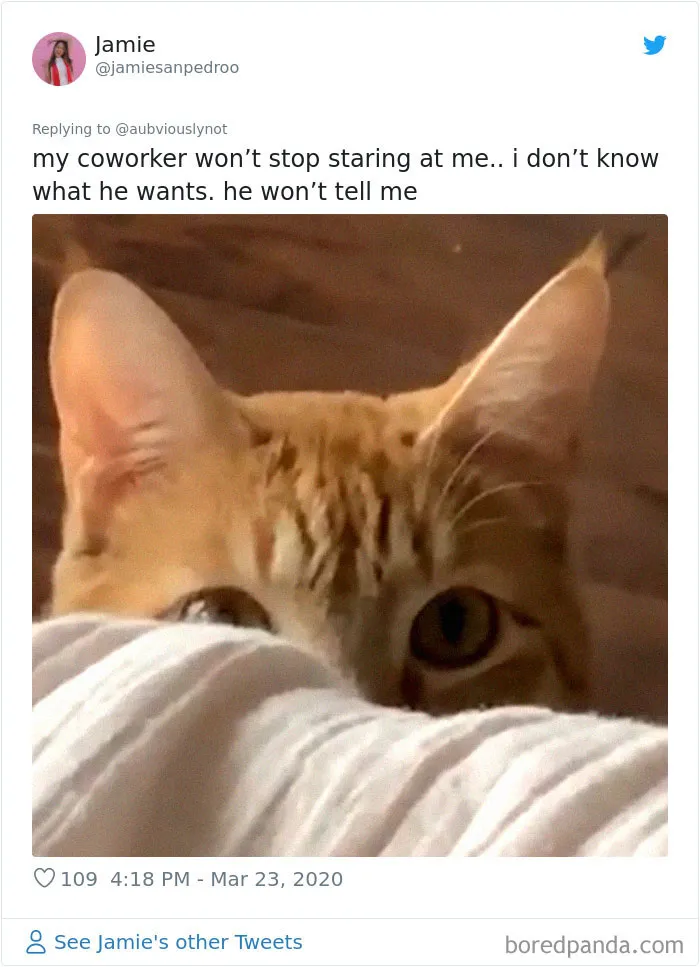 30 Funny "Co-Worker" Updates From People Working From Home