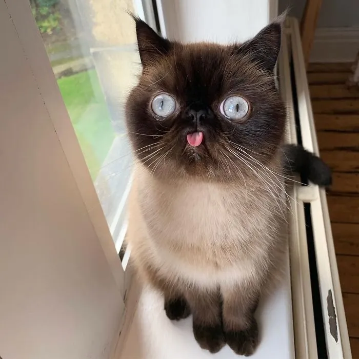 Este es Ikiru, el gato con la lengua fuera que ha conquistado internet (30 fotos)