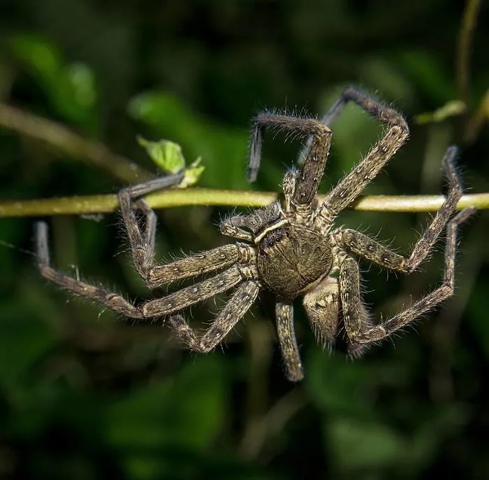 Indian Photographer Captures Colorful Spiders And Other Cute Critters In His Stunning Photographs (71 Pics)