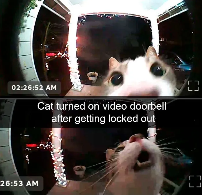 35 Hilarious Cat Snapchats That Will Put A Smile On Your Face (New Pics)