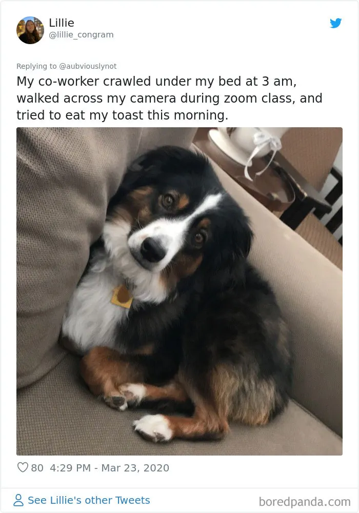 30 Funny "Co-Worker" Updates From People Working From Home