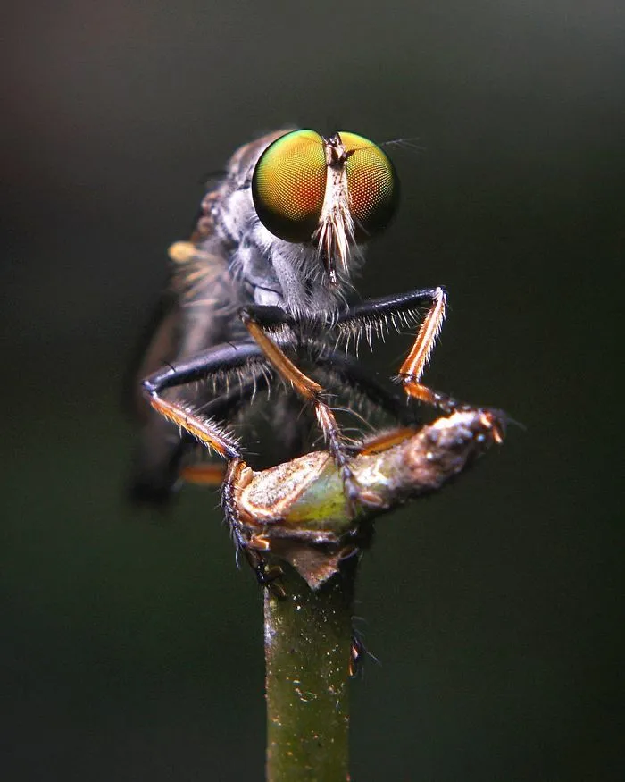 Indian Photographer Captures Colorful Spiders And Other Cute Critters In His Stunning Photographs (71 Pics)
