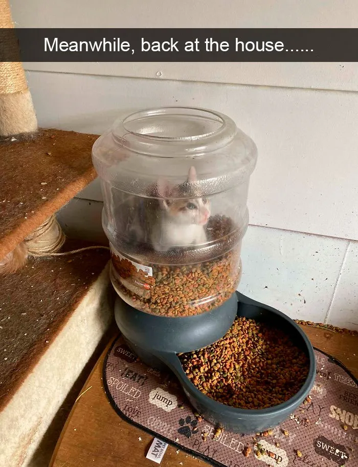 35 Hilarious Cat Snapchats That Will Put A Smile On Your Face (New Pics)