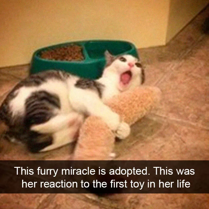 35 Hilarious Cat Snapchats That Will Put A Smile On Your Face (New Pics)