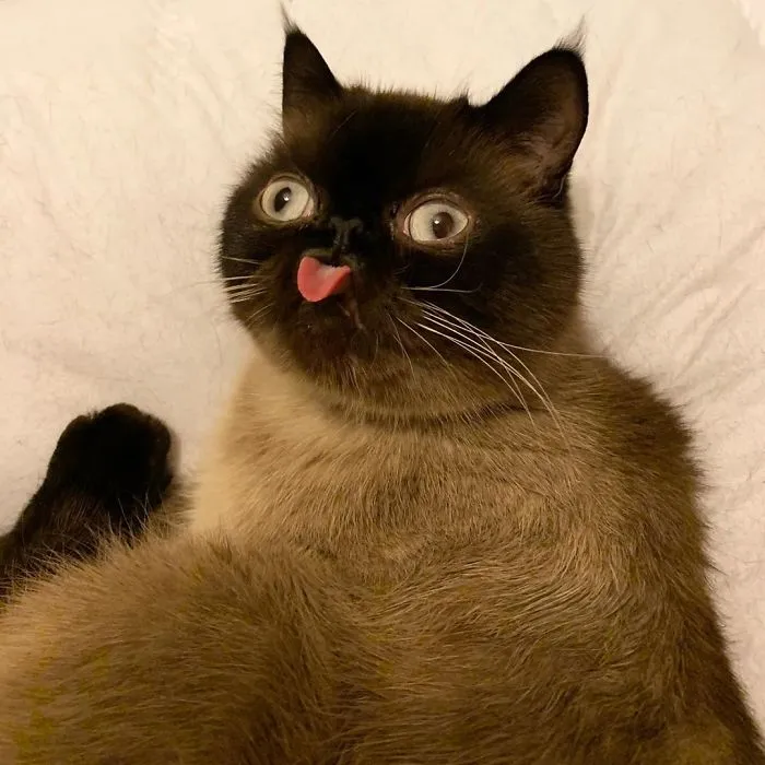 Este es Ikiru, el gato con la lengua fuera que ha conquistado internet (30 fotos)