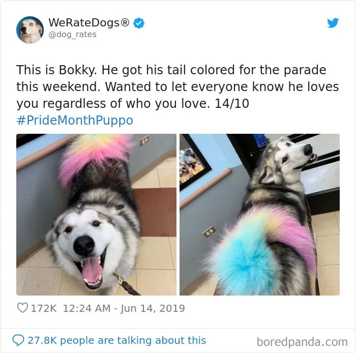 30 Times People Asked To Rate Their Dogs And Got Hilariously Wholesome Results