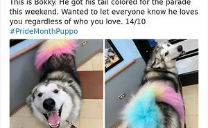 30 Times People Asked To Rate Their Dogs And Got Hilariously Wholesome Results