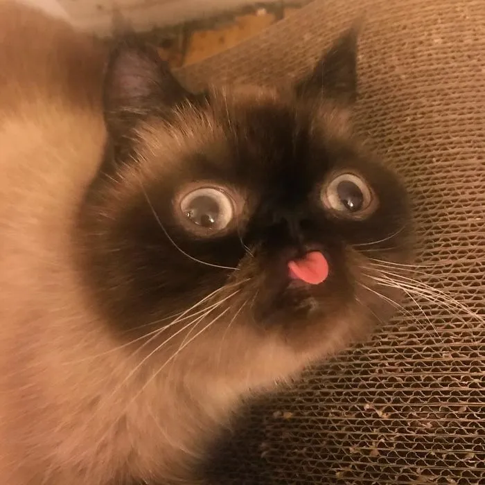 Este es Ikiru, el gato con la lengua fuera que ha conquistado internet (30 fotos)
