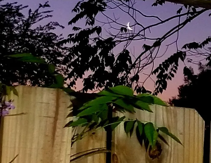 Morning Moon From My Kitchen.