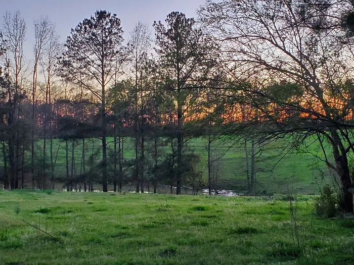 Rual Alabama. My Back Yard