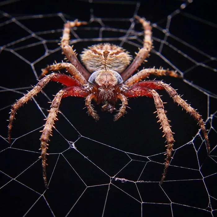 Indian Photographer Captures Colorful Spiders And Other Cute Critters In His Stunning Photographs (71 Pics)