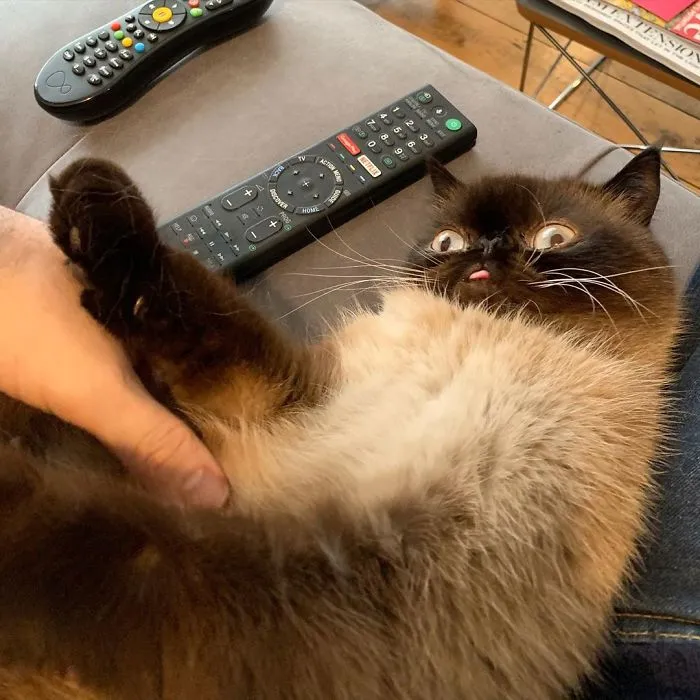 Meet Ikiru, The King Of Bleps Who Is Taking The Internet By Storm (30 Pics)