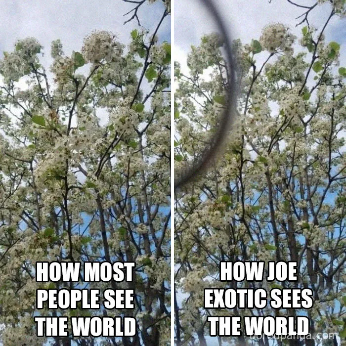 30 Best Memes Inspired By The Tiger King
